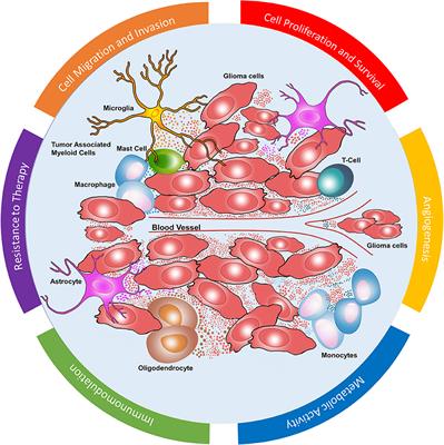 Extracellular Vesicles in Glioblastoma Tumor Microenvironment